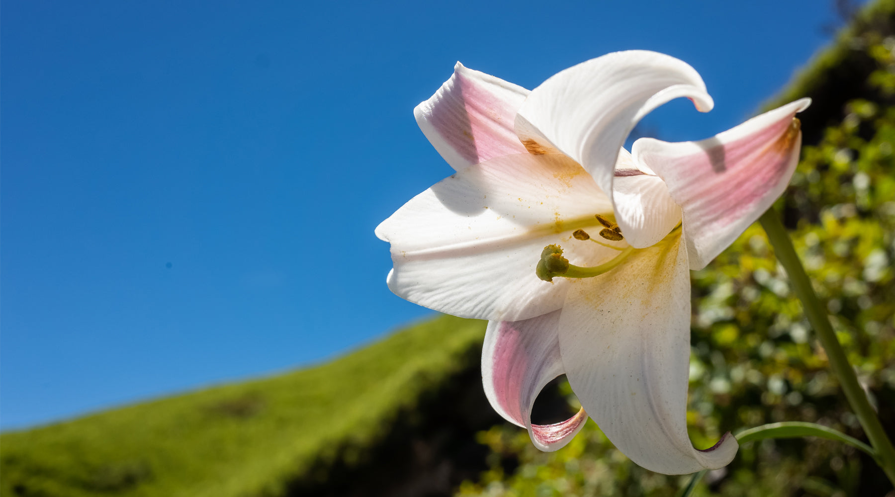 Crinum Latifolium history lily Vietnam How to stop hot flashes fast | Free us shipping | www.crilahealth.com 