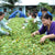 Vietnam plantation Dr. Tram | Free us shipping | www.crilahealth.com 