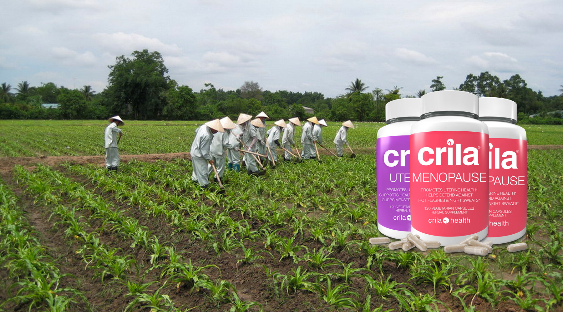 Farm to Factory Vietnam | menopause supplements | Free us shipping | www.crilahealth.com 