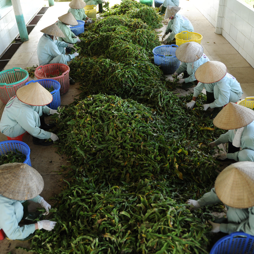 How to stop hot flashes fast |Vietnam plant processing harvest lily workers traditional hat  Free us shipping | www.crilahealth.com 